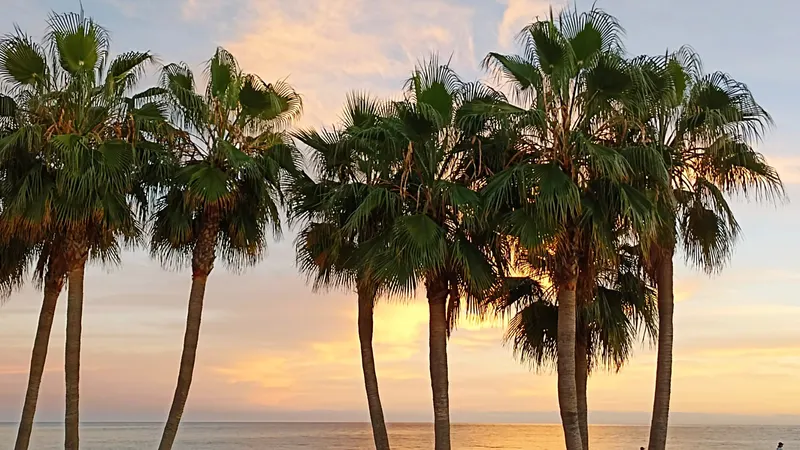 Mijas Coastal Boardwalk: Senda Litoral with Palm Trees